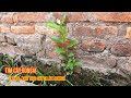 tìm cây bonsai tập 49 | khai thác cây làm bonsai
