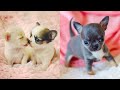 Baby Dogs - Cute and Funny Dog Videos Compilation #29 | Aww Animals