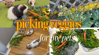 Picking Veggies for My Guinea Pigs and Rabbits | Morning Routine With 6 Pets! | PET VLOG