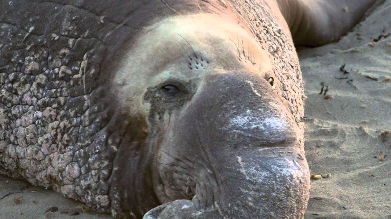 the migrations of northern elephant seals Summing the strokes: energy economy in northern elephant seals during large-scale foraging migrations. the migrations of northern elephant seals Summing the strokes: energy economy in northern elephant seals during large-scale foraging migrations.