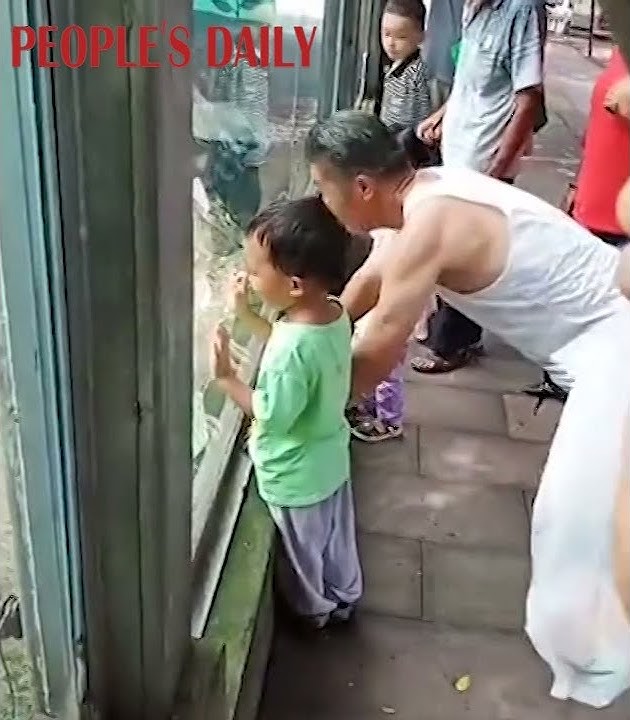 Video of a #chimpanzee mimicking a visitor's push-up moves has gone viral