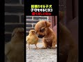 居眠りする子犬 子守をするヒヨコ