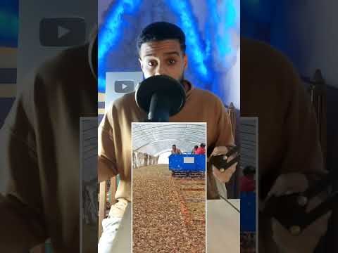 ليه بيتم تربية ملايين الجراد فى الصين 