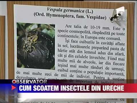 Cum scoatem insectele din ureche 18 IUNIE 2011