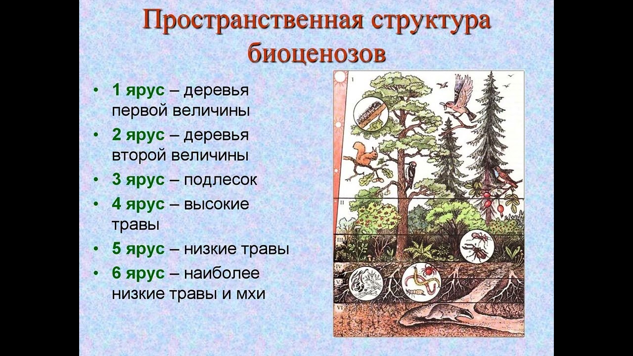 Каком природном сообществе наибольшее число надземных ярусов. Пространственная структура биоценоза ярусность. Ярусная структура биоценоза. Пространственная структура экосистемы ярусность. Пространственная структура ярусность.