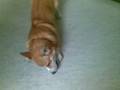 Corgi fun with piece of candy
