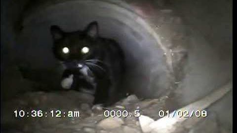 SA Pipe Relining Job Example 300mm Concrete Storm Water Drain