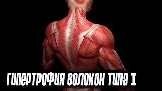 Целевая гипертрофия волокон типа I. Нужно ли работать на медленные волокна?