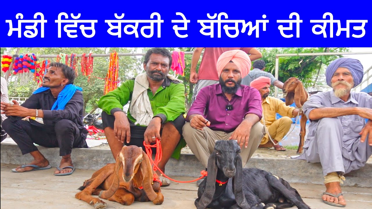 ਮੰਡੀ ਵਿੱਚ ਬੱਕਰੀ ਦੇ ਬੱਚਿਆਂ ਦੀ ਕੀਮਤ । Longowal Bakra mandi #goat #goats ​⁠​⁠#goatfarming
