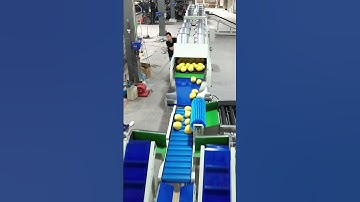 pomelo processing line🍈⚖️✨