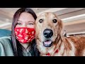 Flying with my Large Dog (ESA) - Part 2 - Day of Flight Vlog