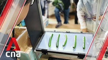 How a cucumber farm in Japan uses AI to sort its crops