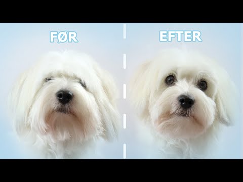 Video: Grooming Your Shih Tzu: At holde din hund ren