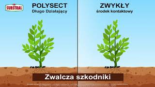Polysect Bukszpan - Specjalny Środek Owadobójczy Do Bukszpanu