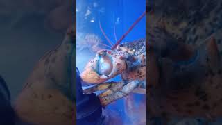 ShopRite Lobsters Moving In Tank shorts gorcerystore animals