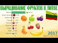 Выращивание фруктов и ягод в Литве | Vaisių auginimas Lietuvoje | Fruits Production in Lithuania