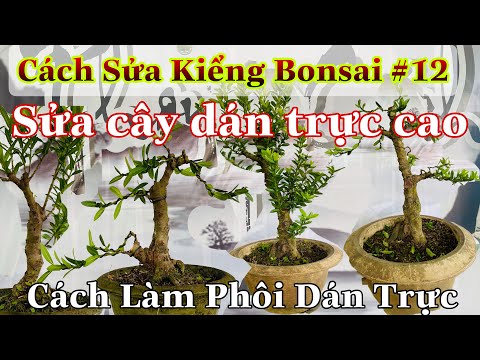 Video: Uốn Cong Giữa Những Cái Cây