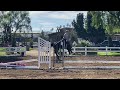 Steeles sensational prince pf warmblood sport horse for sale