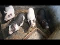 Вьетнамские свиньи//поросятам полтора месяца, начал отлучать//17 ноября 2023 год