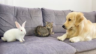 Golden Retriever Introducing Cat to Bunny for the First Time!