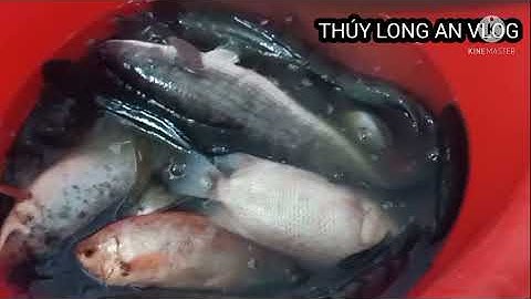 CÁCH PHÂN BIỆT CÁ LÓC ĐỒNG/ HAY CÁ LÓC NUÔI  / MẸO HAY KHI MUA CÁ KHÔNG BỊ LẦM
