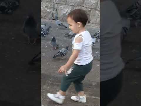 طيور الجامع الاموي