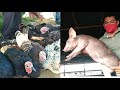 Porcos e Galinha | Suínos e Aves | Confira com Neném Nossas Coisas Campina Grande 02/06