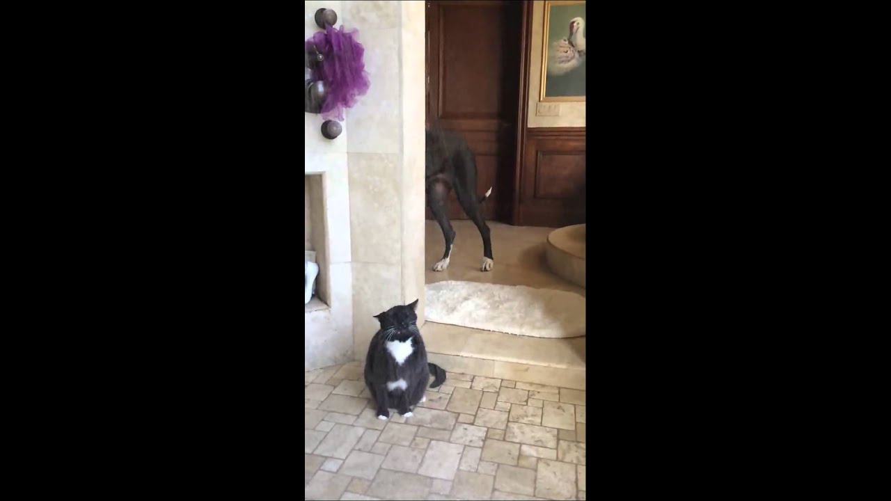 Gran Danesa espera incansablemente que el gato termine de ducharse - YouTube