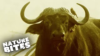 Buffalo Saved From Lion Attack by... Birds?! | Africa's Deadliest | Nature Bites by Nature Bites 3,625 views 2 months ago 3 minutes, 13 seconds