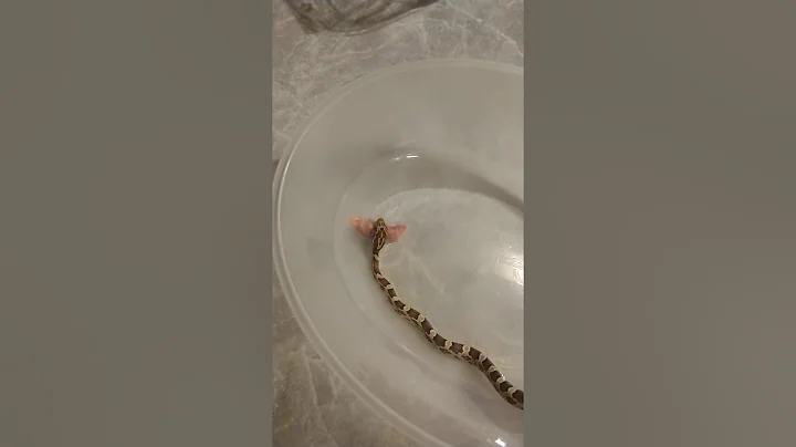 My new corn snake first feeding part 1