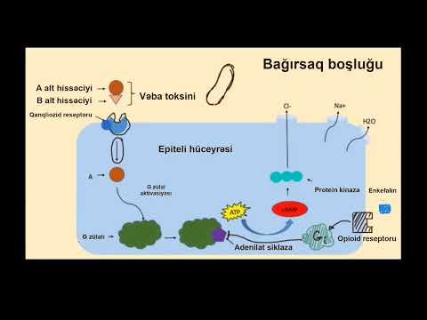 Video: Siqnal ötürmə yolunun mərhələləri hansılardır?