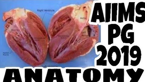 AIIMS PG 2019 | ANATOMY | Memory based question with answer | Because Doctor