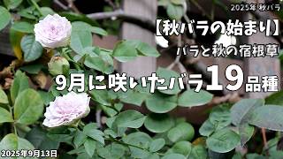 【バラと秋の宿根草】9月の庭だより。19品種のバラと咲き始めた宿根草たち。秋の庭を一緒に散歩しませんか？健気に咲くバラと秋の宿根草。9月の庭周回。2025年9月13日