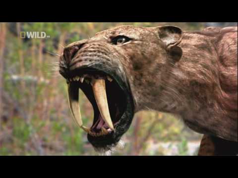 Video: Amerikan aslanı: modern kedilerin dev atası