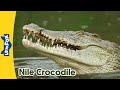 Meet the animals  nile crocodile  wild animals  stories for kindergarten