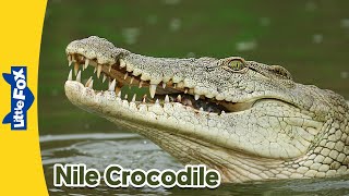 Meet the Animals | Nile Crocodile | Wild Animals | Stories for Kindergarten