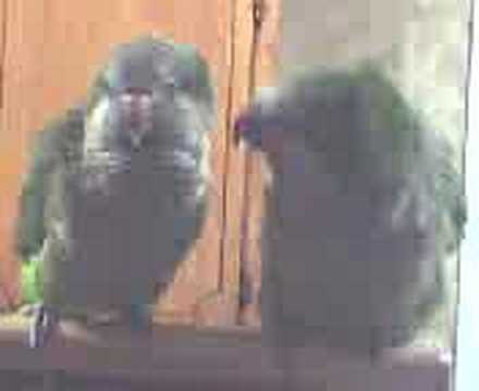 My quaker parrots Silas and Gracie kiss and talking