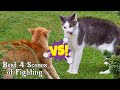 Best 4 Scenes of Cat Fighting Compilation, Deadly Cats Fighting_Real Cats Fight 2020