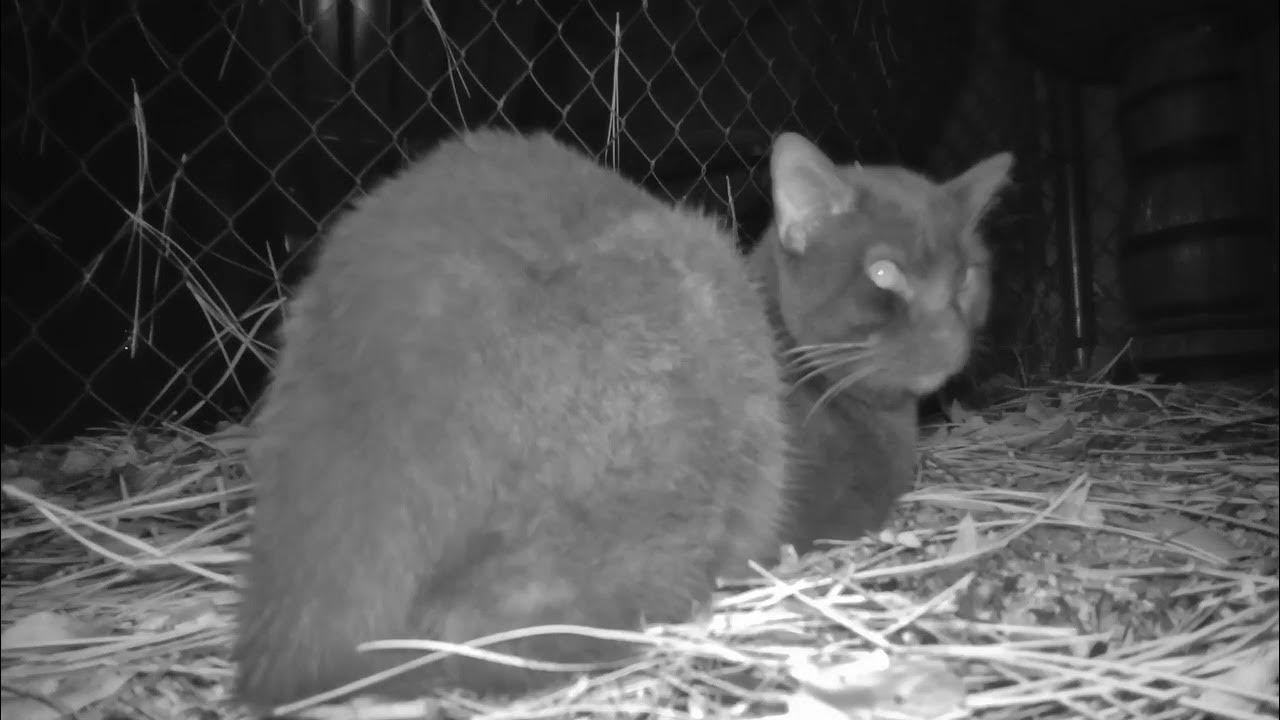 Interesting feral cat sounds like humming. YouTube