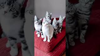 Mesmerizing Cat Ensemble Swinging in Harmony! 🎵  #dog # #pawsomemoments #chooseyourfave #laughwithme