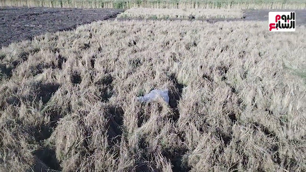 شاهد انطلاق موسم حصاد محصول الكمون بالمنيا لأكثر من 3000 فدان