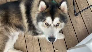 Marmaduke The Malamute Being Sy