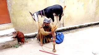 Monkey Circus on street 💔 Haryanvi Bandar Ka Tamsha 💔 funny Video 💔 Pakistan Photo Studio Monkey Circus on street 💔 Haryanvi Bandar Ka Tamsha 💔 funny Video 💔 Pakistan Photo Studio