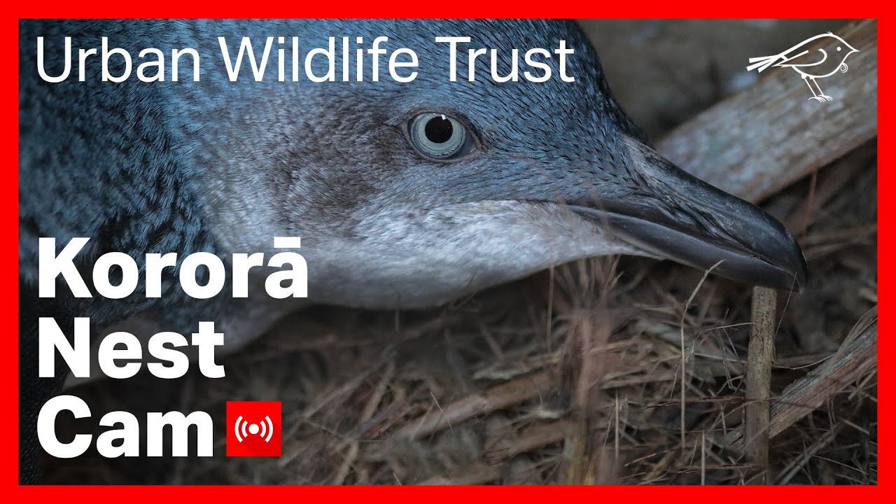 Thanks for watching this Live Stream from the NIWA Kororā Colony in Wellington, New Zealand.

Kororā, little blue penguins, or Little penguins, are the world’s smallest penguins, standing at only 35-43 cm and weighing just over 1kg. The penguins hunt at sea, diving for prey generally in waters less than 50 m deep. Little penguins are mainly found within 25 km of the shore during the breeding season, but can travel further out to sea when not breeding. Their diet consists of varying proportions of small shoaling fish, squid, and crustacean species. 

To learn more about this project, visit our website https://www.urbanwildlifetrust.org/korora-cam-project/

Urban Wildlife Trust is hugely grateful to our Project Partners:

NIWA - The National Institute for Water and Atmospheric Research.
Aotea Security
Axis Communications
NZ Penguin Initiative
Forest & Bird Places for Penguins