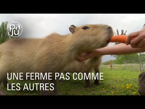 Vidéo: Le sanctuaire offre un refuge aux animaux de la ferme sauvés