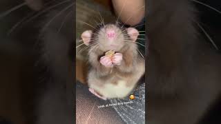 #hamsters #mice