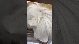 White Pony Hairstyle that you will love ?socute bangkok pony hairstyle shorts