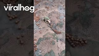 Bug Refuses To Be Frog's Dinner || Viralhog