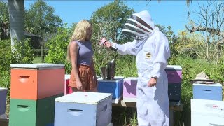 St. Pete woman creates business out of removing and relocating honey bees