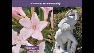 Oleander - Flower for the Day (#70)
